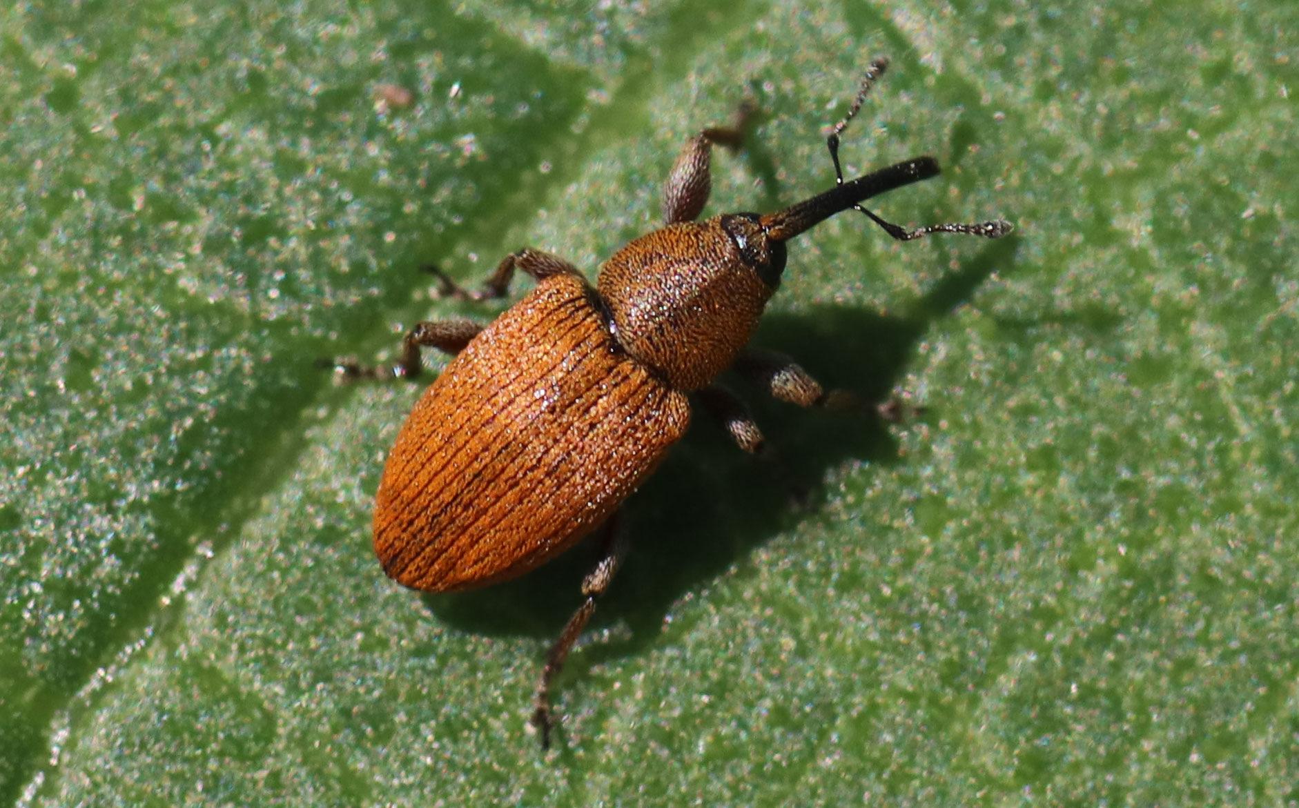 Red-brown colored weevil with bent antennae originating on the elongated mouthparts.