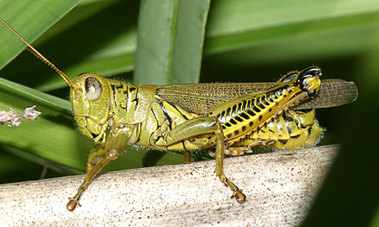 yellow-green grasshopper with black chevron markings on its hind leg sitting on a tan surface.