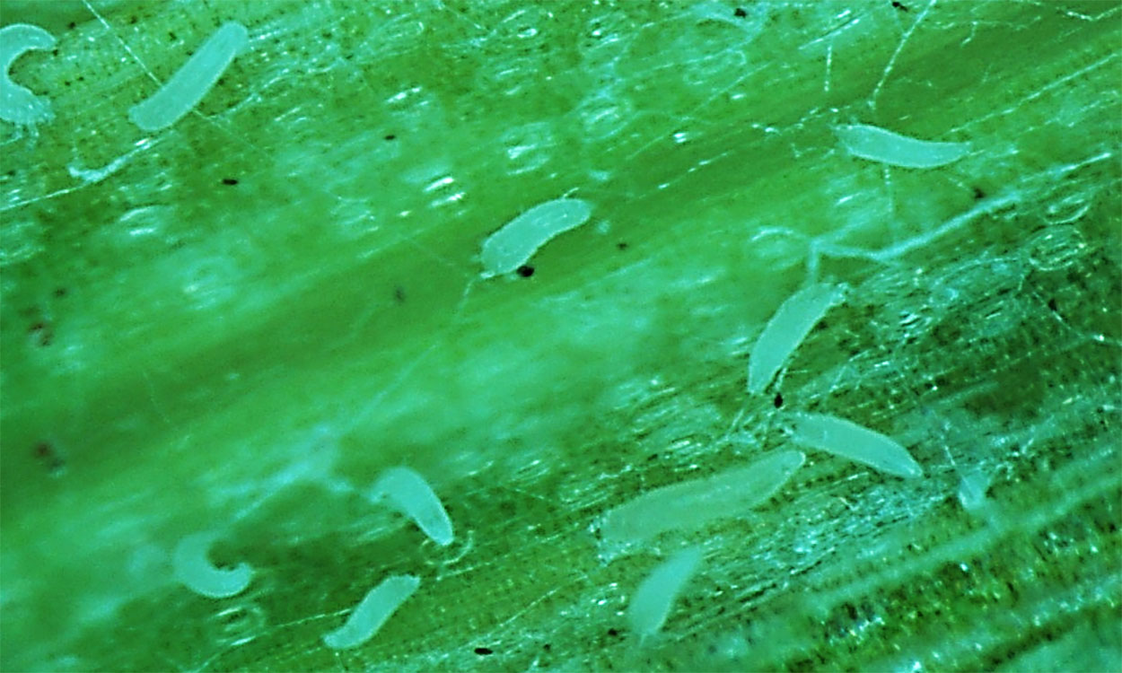 Cigar shaped mites on a green leaf.