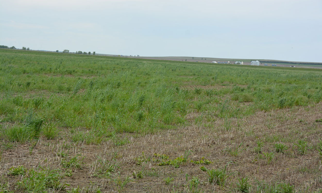 Green volunteer wheat plants.