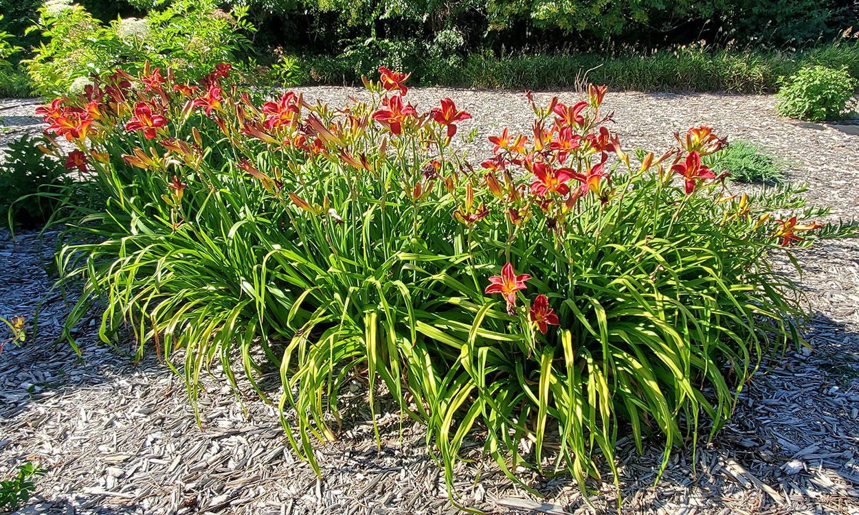 Day lilies in bloom.