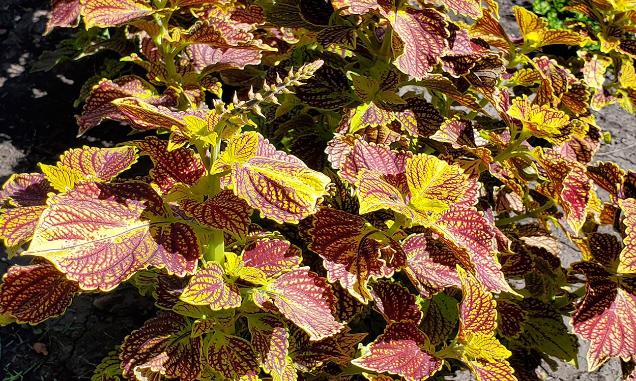 Colorful coleus growing in a garden.