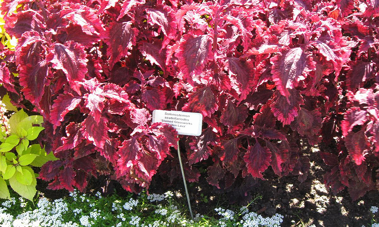 Coleus foliage with bright pink and purple colored leaves.