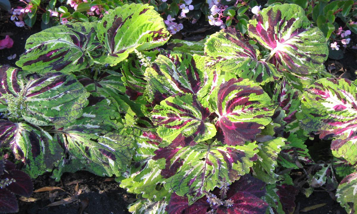 Coleus foliage with large, green, pink, and purple leaves.