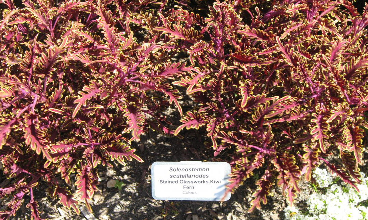 Colorful Coleus foliage with jagged, green and bright pink leaves.