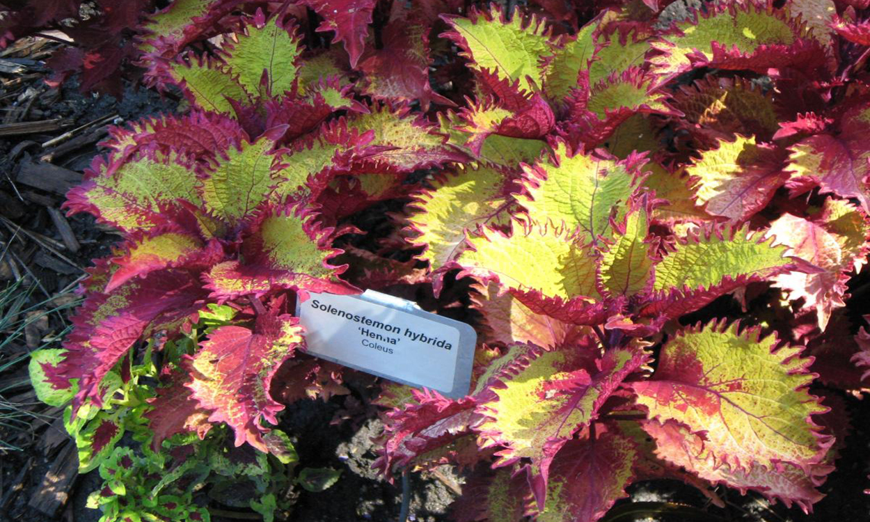 Colorful coleus foliage with bright green and pink-tipped leaves.