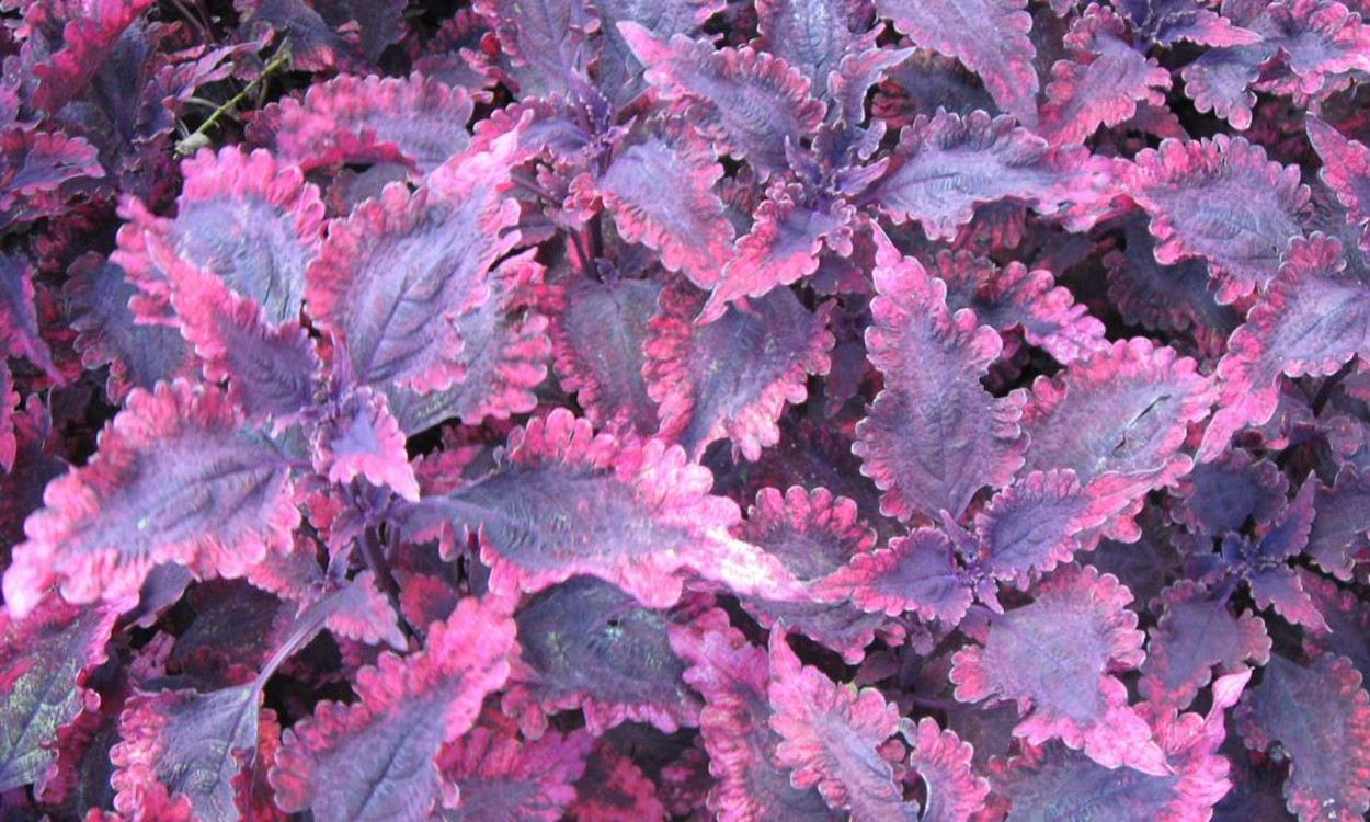 Leafy coleus foliage with purple and pink colored leaves.