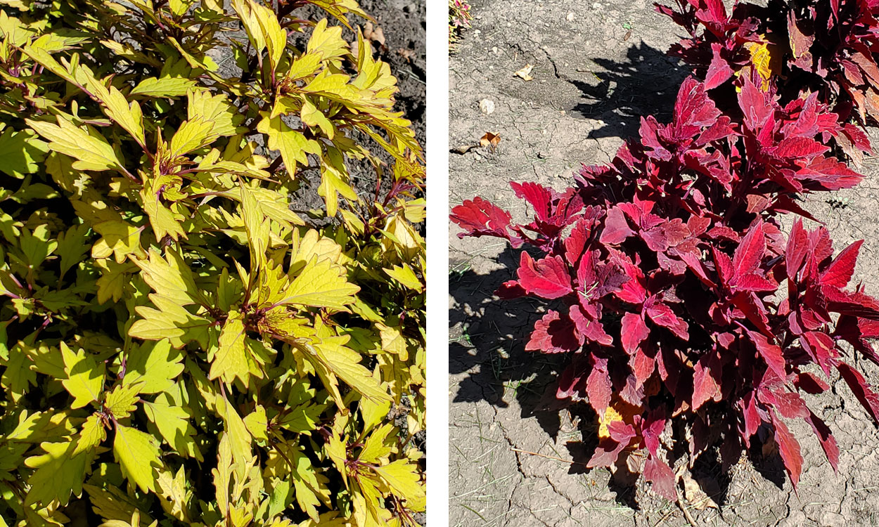 Bright yellow to green and red to pink coleus plants.