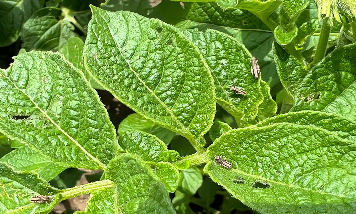 Several small, light colored grasshopper nymphs feeding on green potato plants. The leaves of the potato plants have small holes in them.