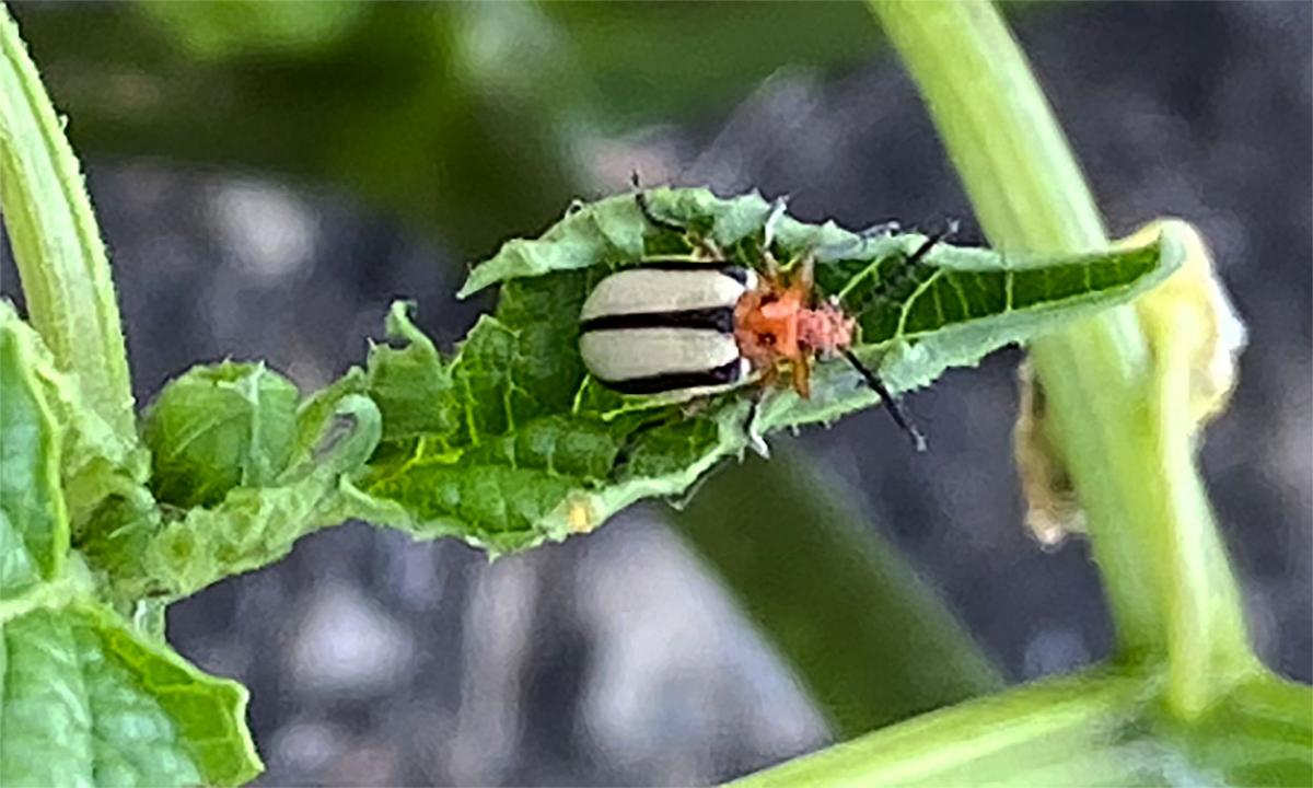 Beetle with white elytra with black stripes. Head and thorax are orange. Thorax has two black spots present on it.
