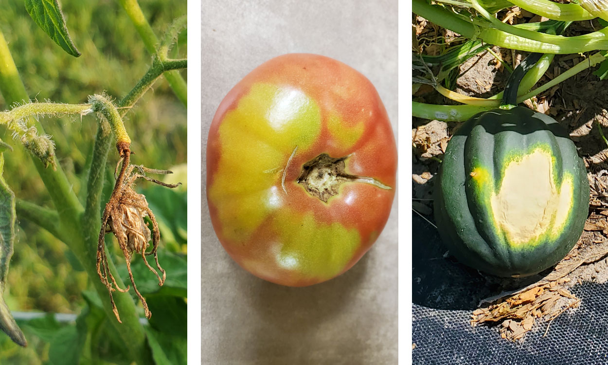 Aborted tomato flowers, yellow tomato shoulders, sunburned squash.