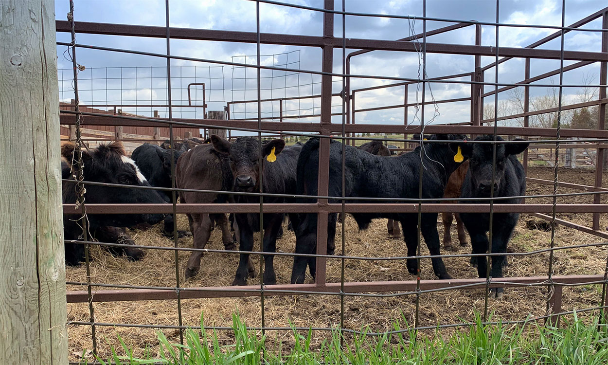 Group of beef calves in a pen.