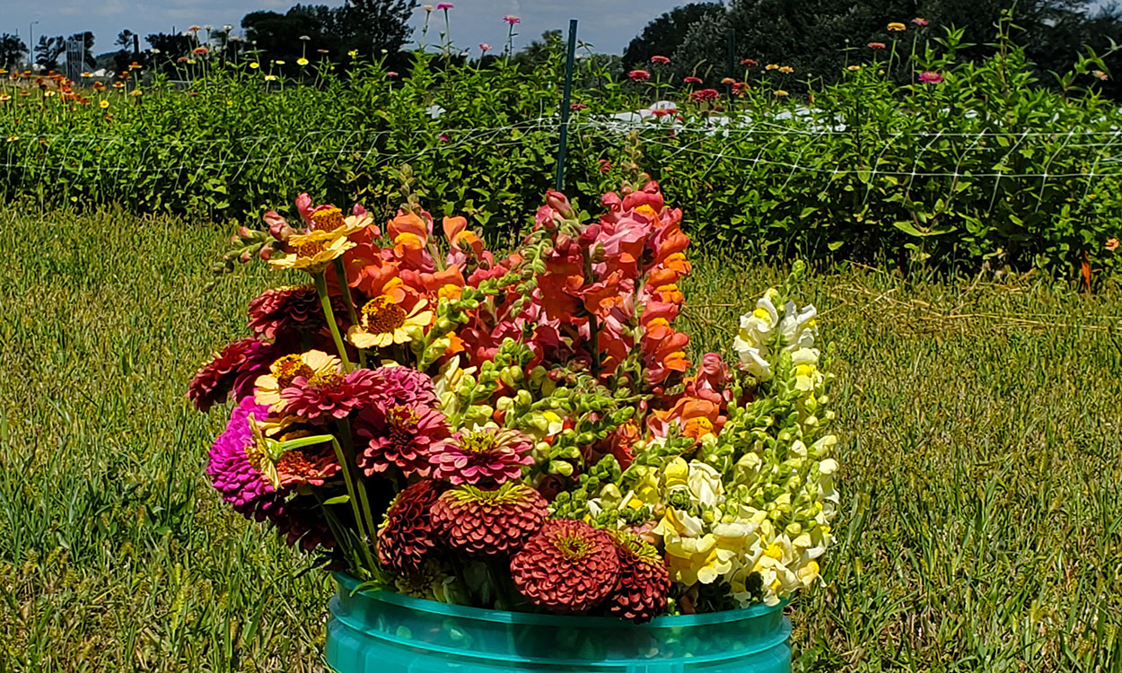 Bucket of cut Zinnia and Snapdragon flowers.