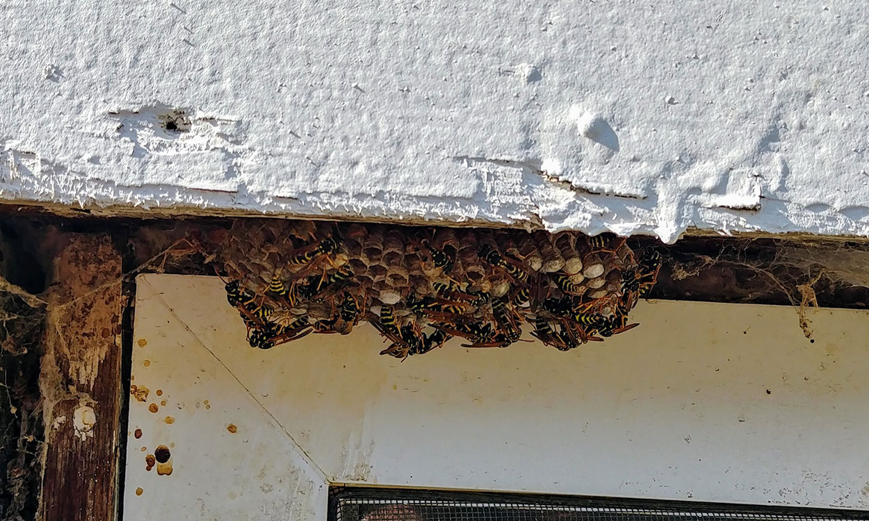 Cluster of wasps on a honeycombed surface.