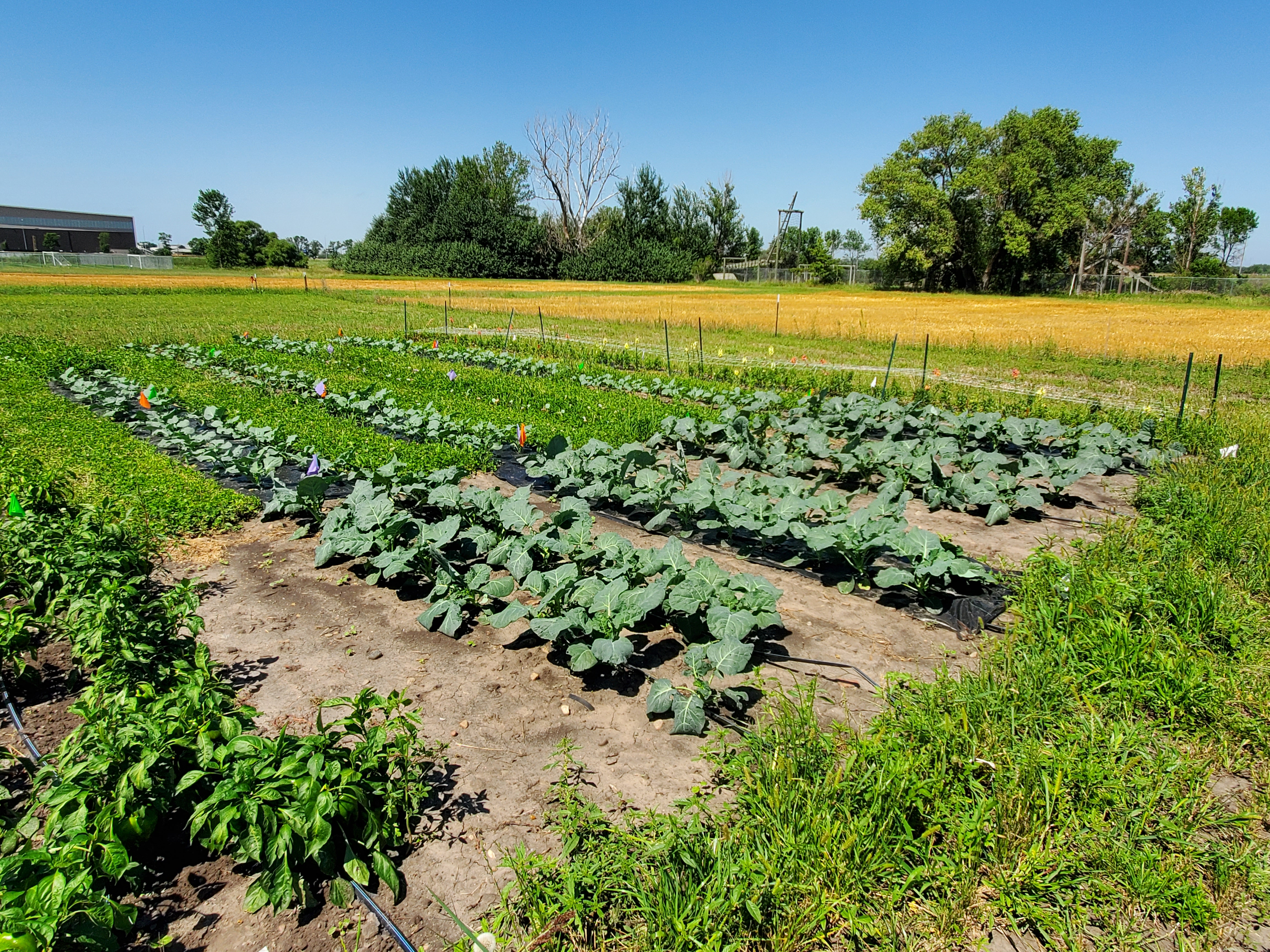 Garden at the SDSU Specialty Crop Research Field-South