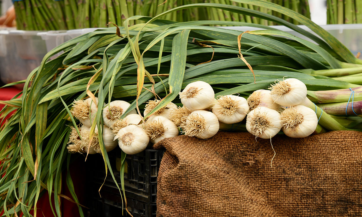 Bunches of freshly harvested garlic bulbs.