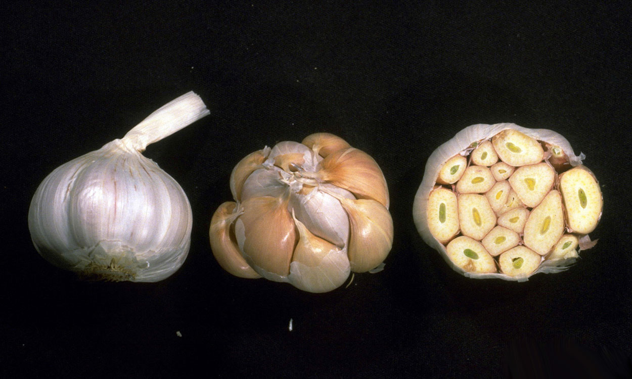 Fully-grown garlic bulbs.