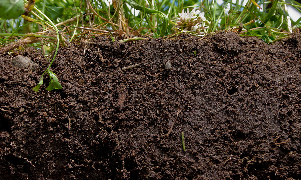 Healthy soil with ample organic matter throughout.