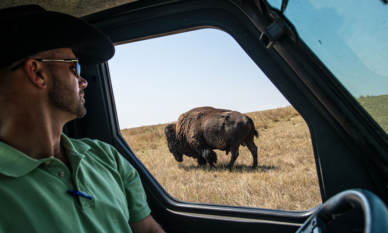 Producer monitoring a bison from inside a truck.