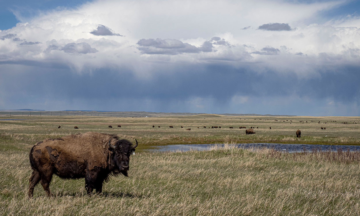 Bison grazing rangeland.