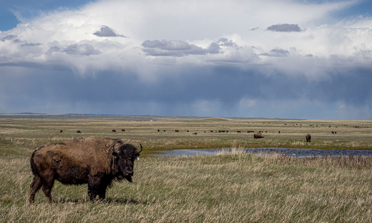 The Meaning of the Buffalo to Our People, by B The Change