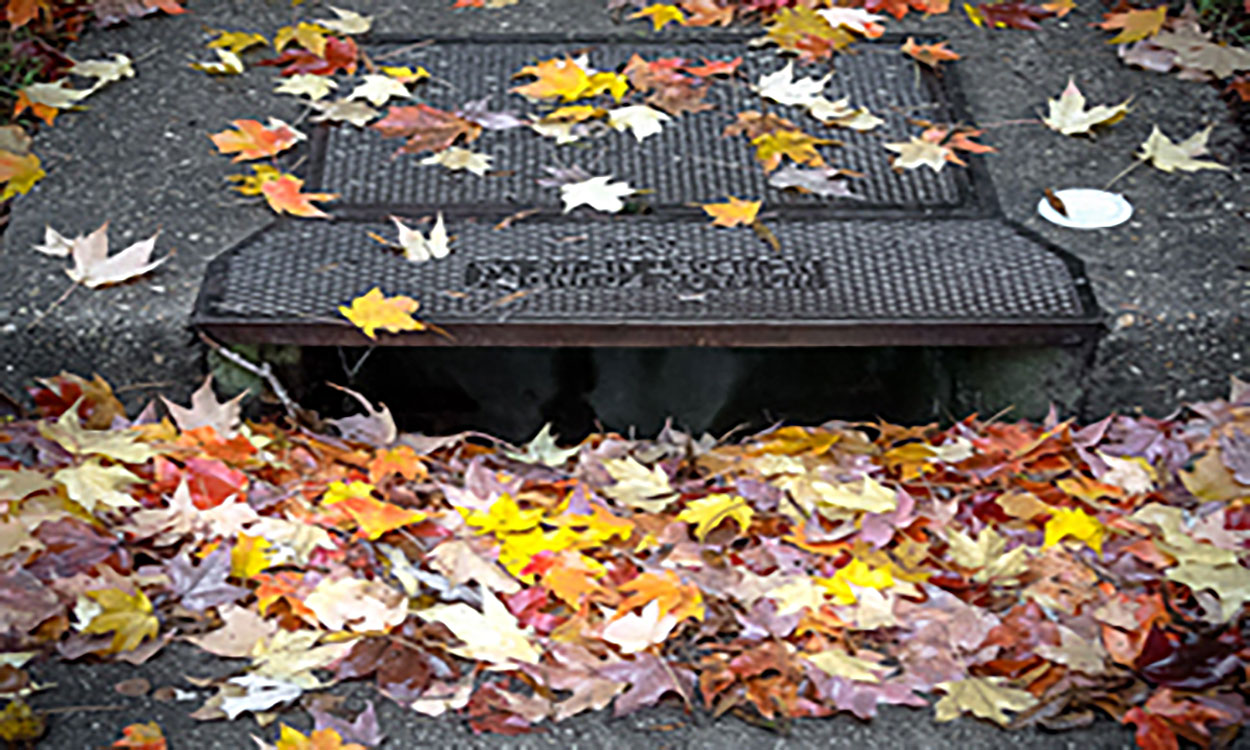 Leaves clogging stormwater drain.