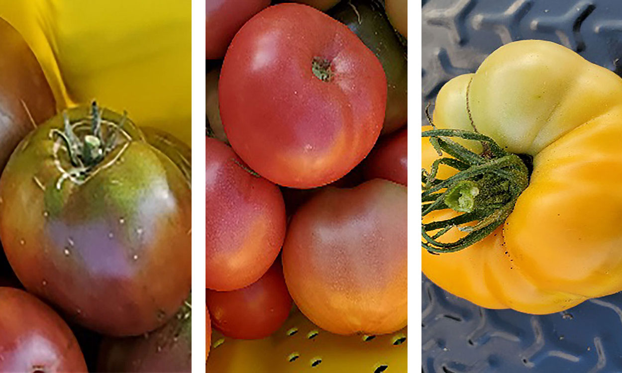 Cherokee Purple, German Johnson, and Yellow Brandywine tomatoes.