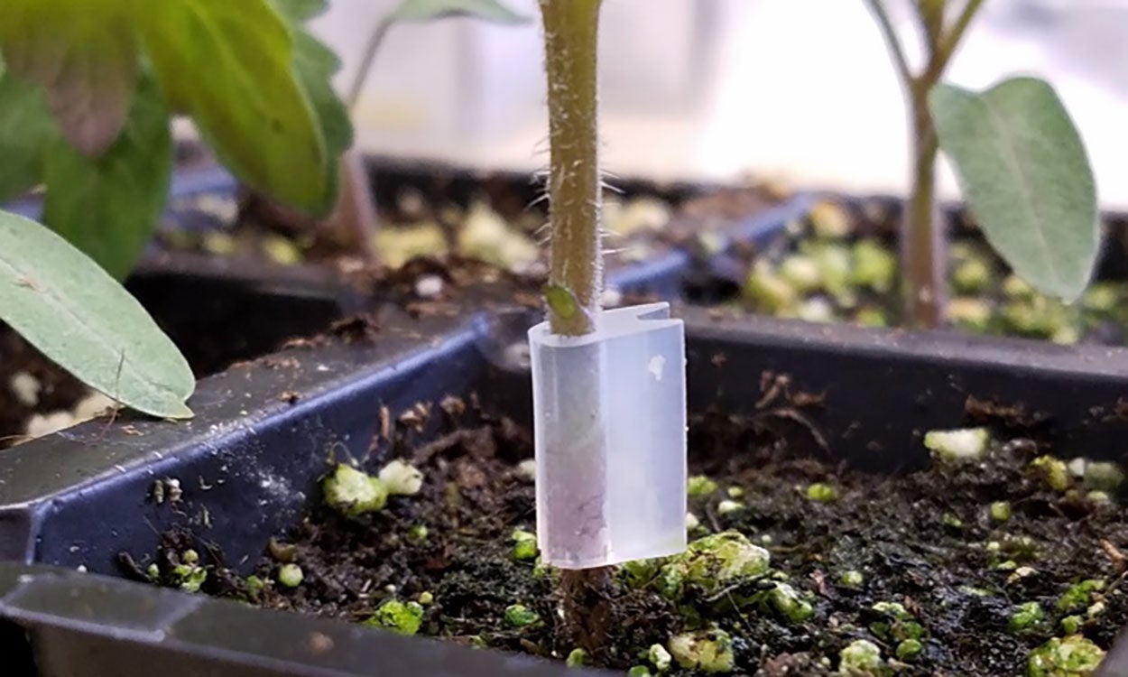 Tomato seedling with grafted stem.