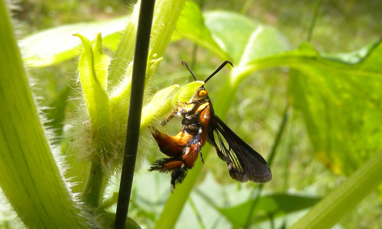 A reddish orange and black insect with black and partially clear wings laying eggs onto a plant.