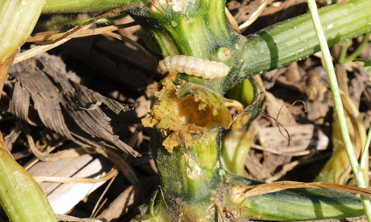 A creamy white larva next to a hole where it had previously been feeding.