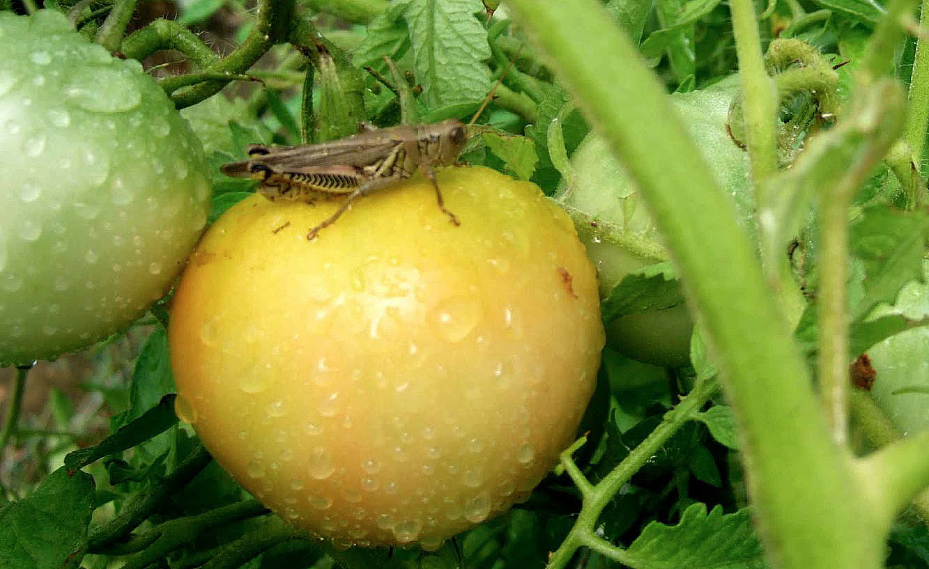 A brownish tan grasshopper with black chevron marking on its hind legs sitting on a ripening tomato.