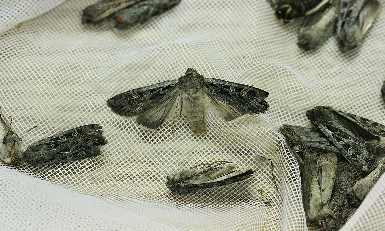 Several brownish gray moths with light markings present on their wings.