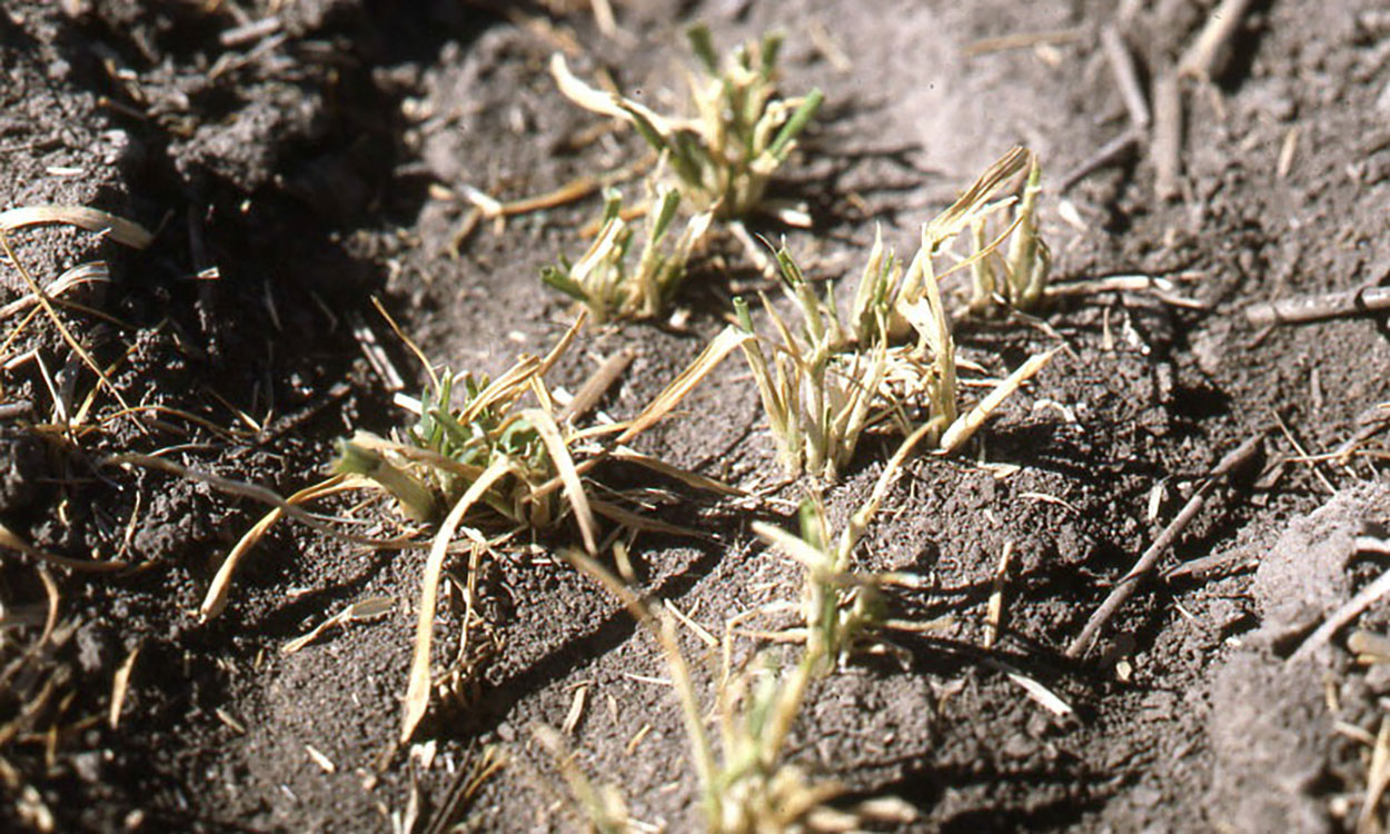 Brown wheat plants that have feeding injury to them due to cutworm caterpillars.