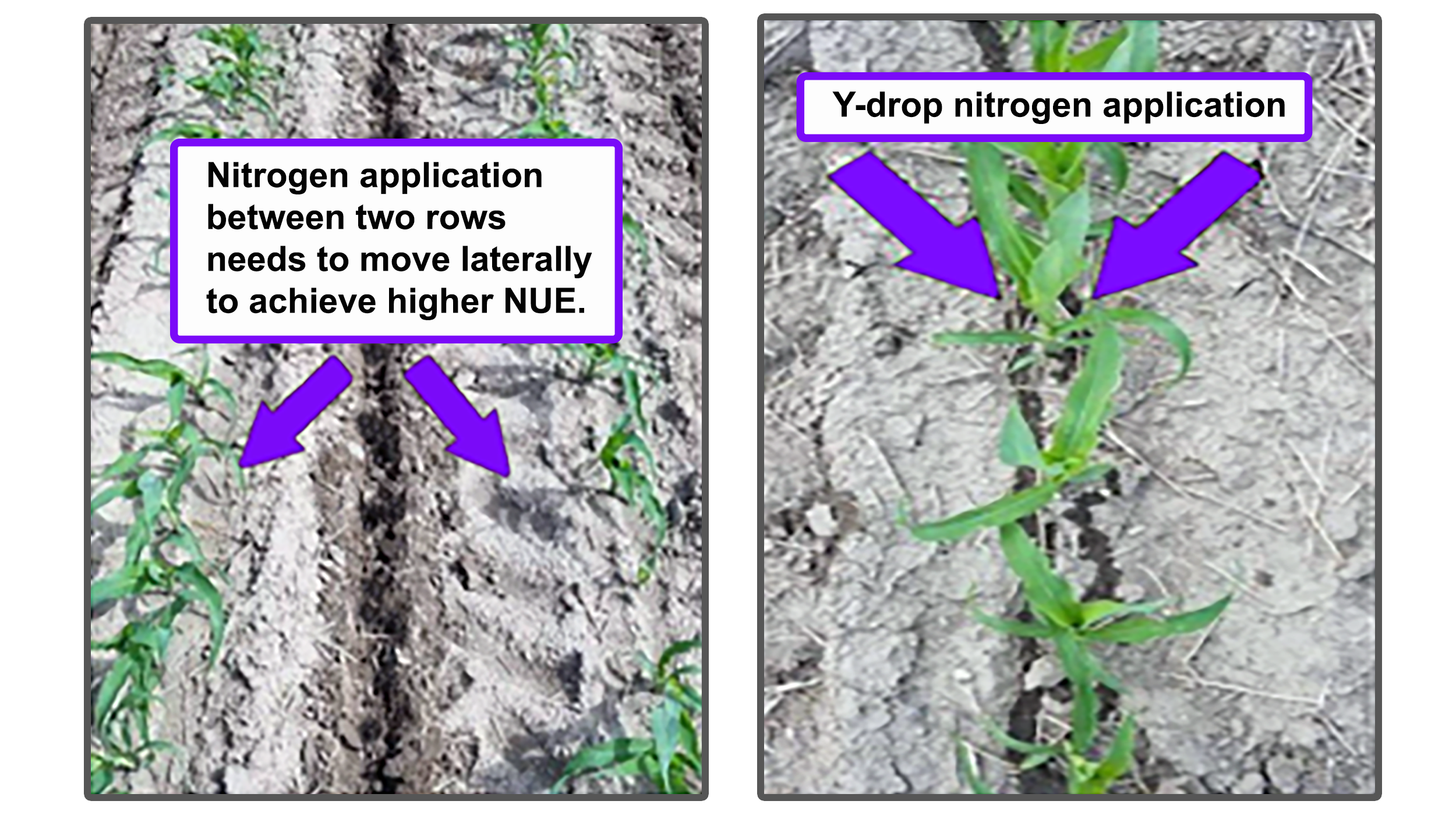 Two fields with different methods of nitrogen application. The first application is between the rows of growing crops. The second shows a y-drop application close to the row of crops resulting in optimal application. For assistance reading this graphic and data set, please call SDSU Extension at 605-688-4792.