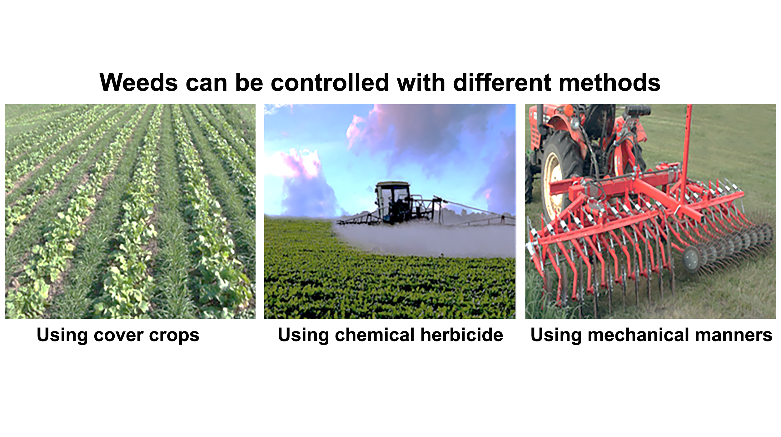 Photos of three weed control methods: using cover crops, using chemical herbicide, and using mechanical manners.
