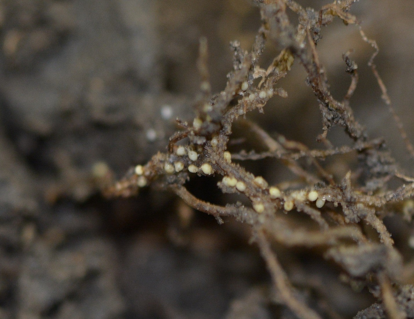 Cyst nematode on soybean plant