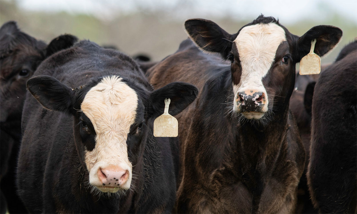 Two angus crossbred calves.