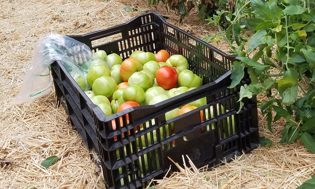 Crate of harvested green tomatoes in a garden.