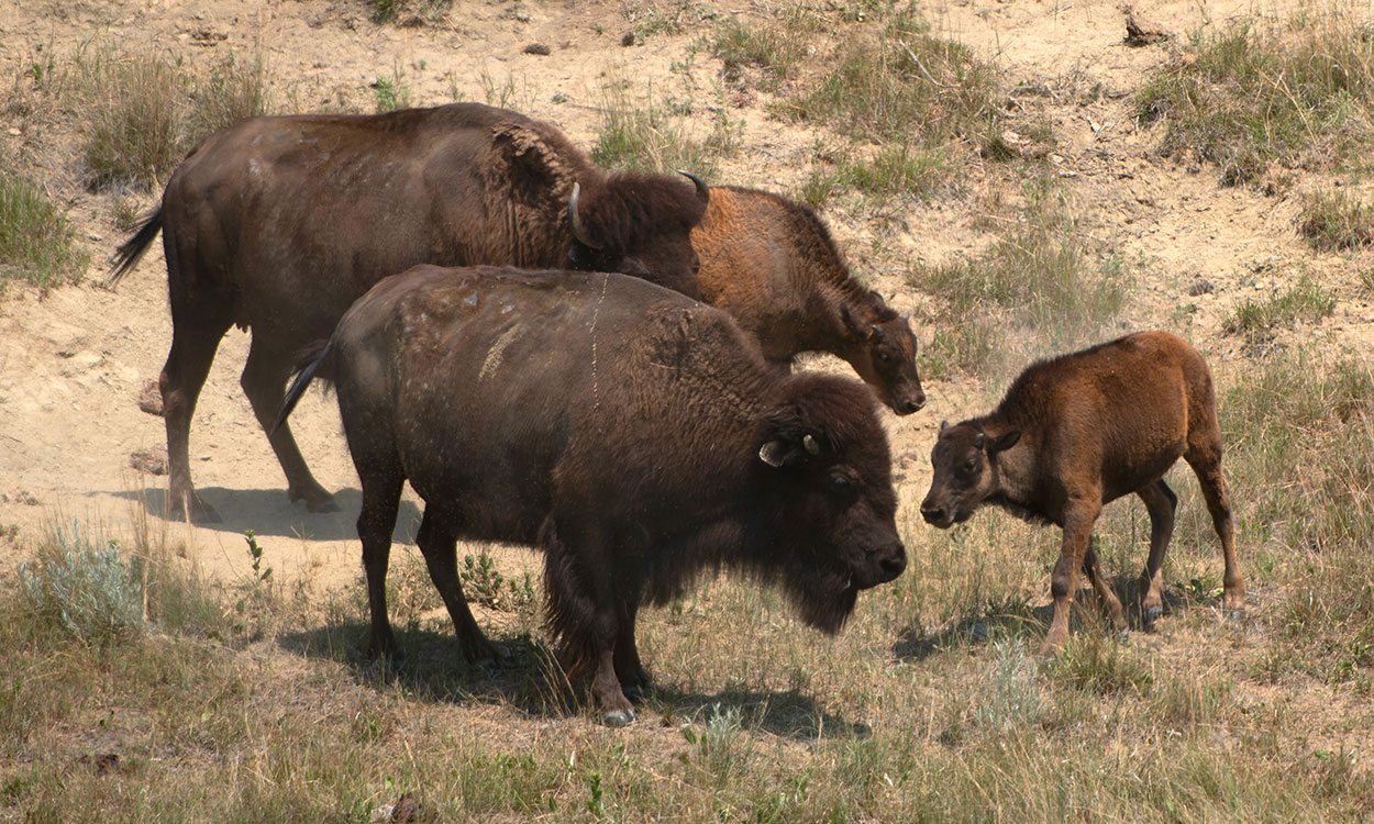 Small group of bison on rangeland.