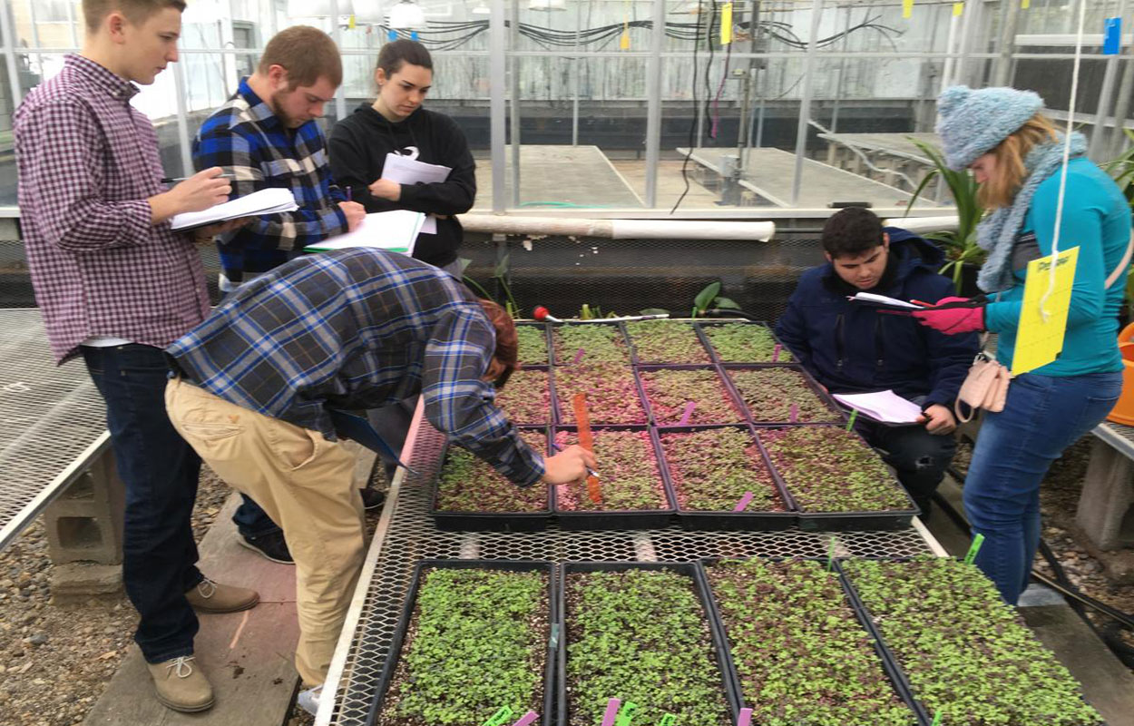 Students tending to microgreen plantings in a greenhouse.