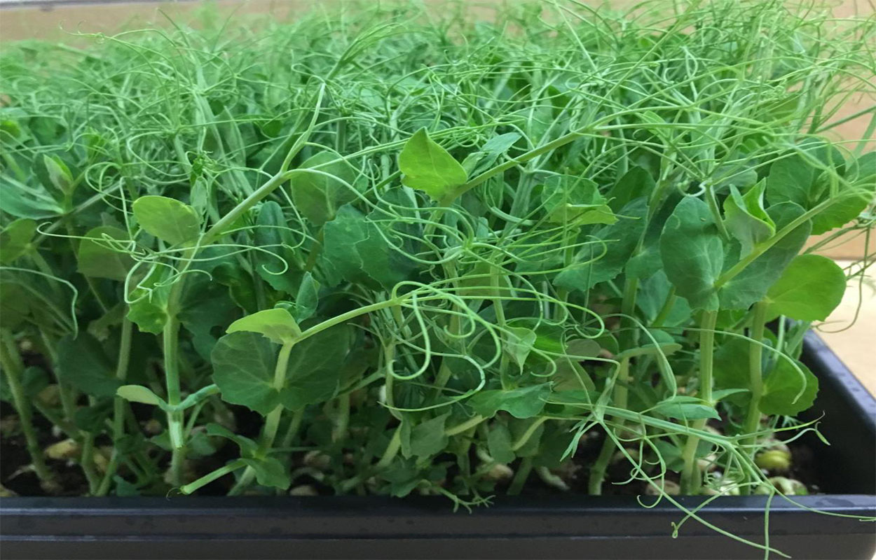 Pea shoots growing in a seed flat.