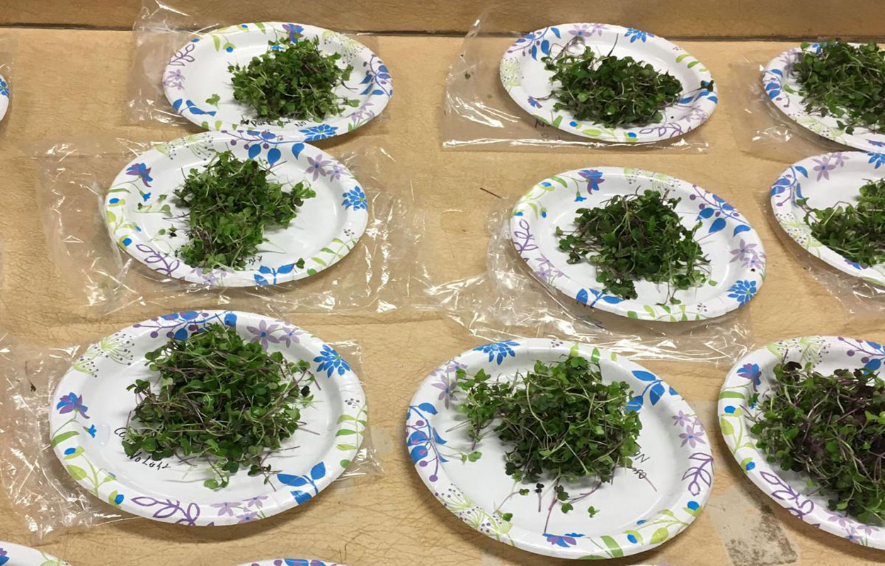 Paper plates filled with harvested microgreens.