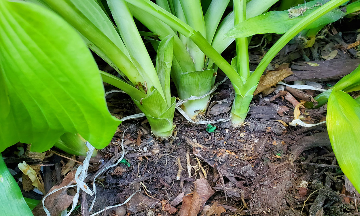 Several Hosta shoots ready for division.