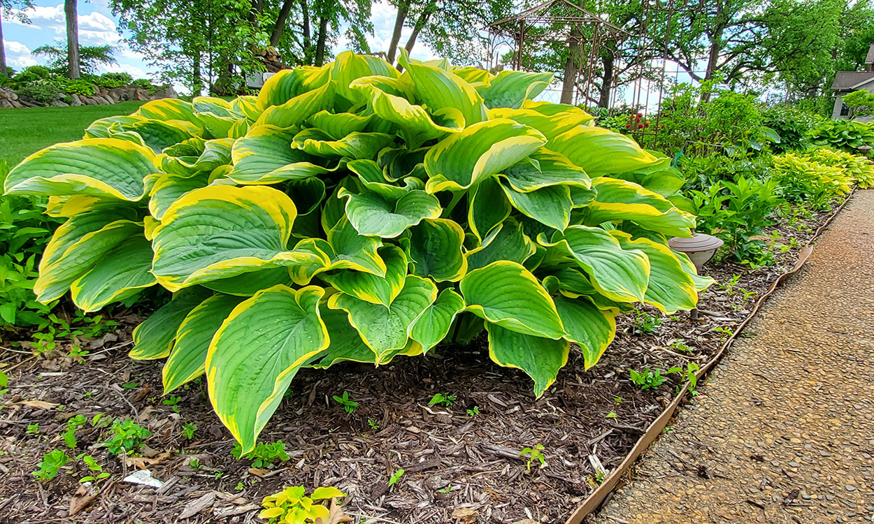 Large Hosta growing in a well-kept garden.