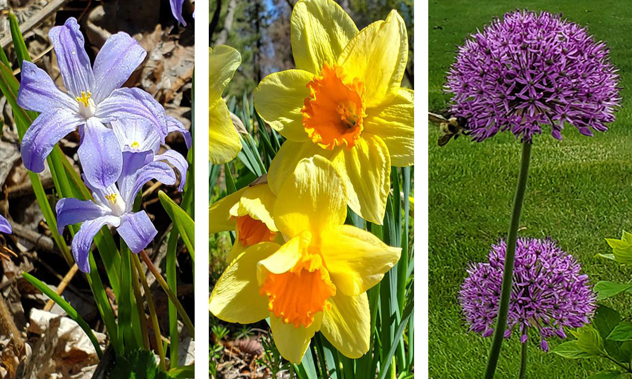 Glory of the Snow, Daffodil, and Allium blooming in three gardens.