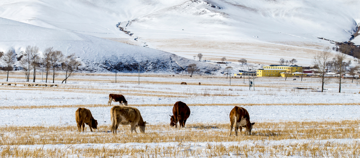 Small herd of cattle grazing in a snow covered field