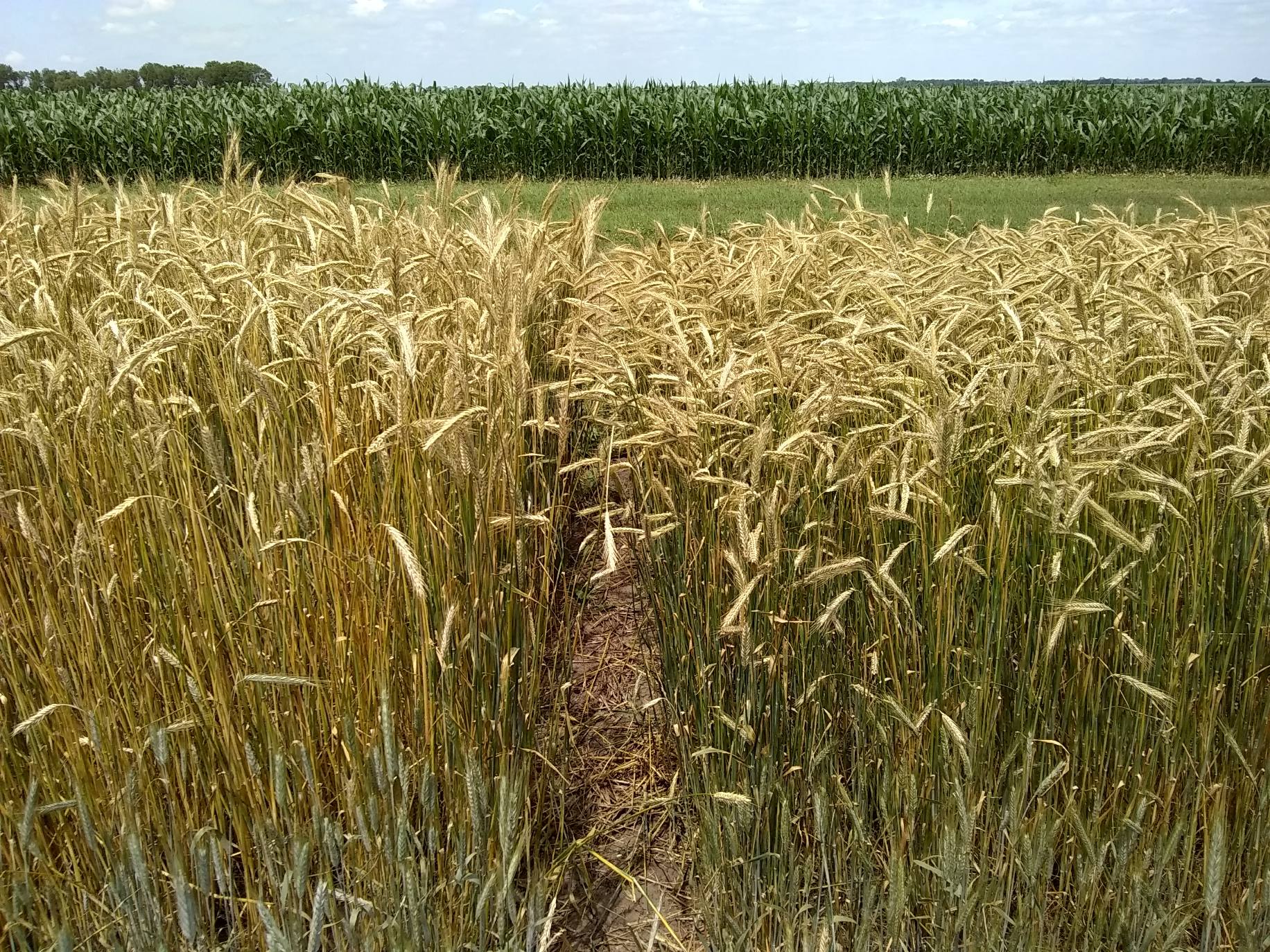 Field of rye crop with a tree line in the distance
