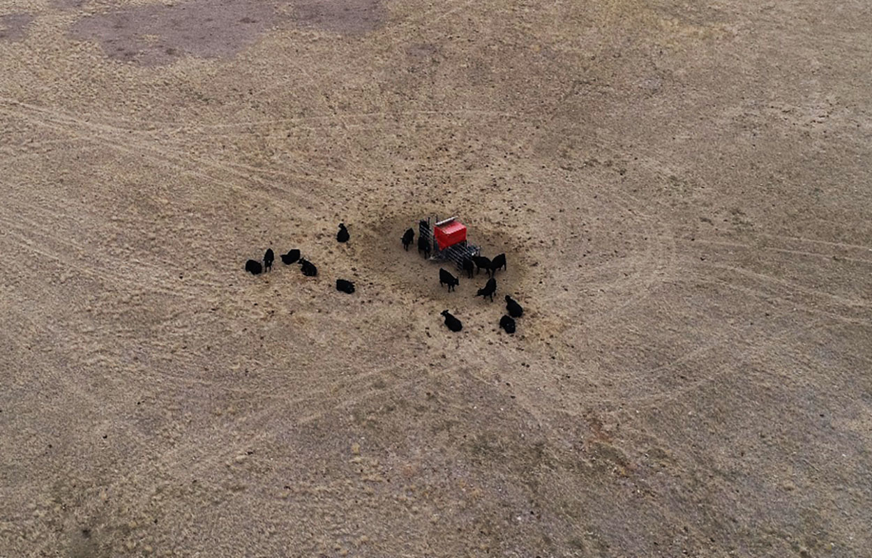 Aerial view of cattle near a feeder.