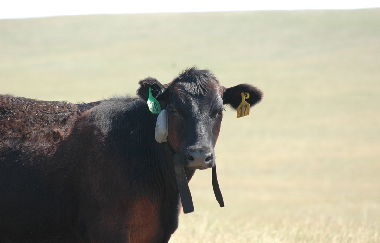Black steer at the SDSU Cottonwood Field Station outfitted with a virtual fence collar (black strap and grey box) from the company Vence™.
