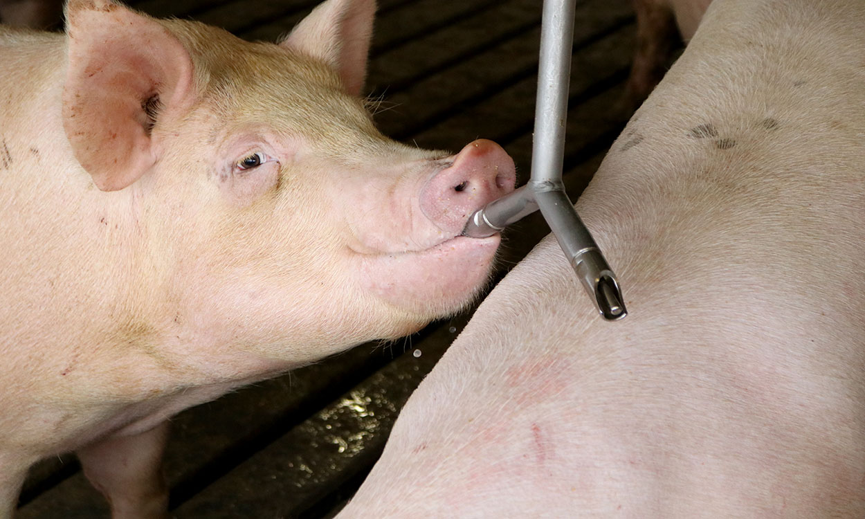 Swine drinking from a waterer in a finishing facility.